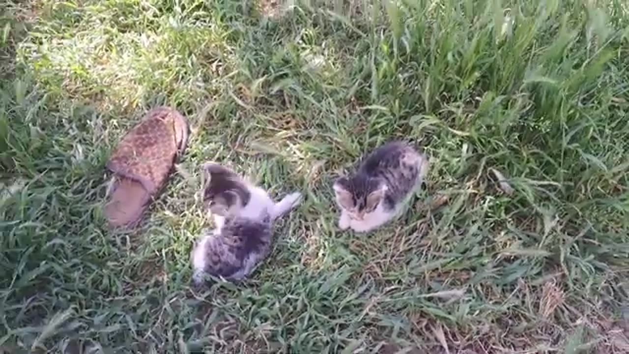 Whimsical little kittens are playing in the yard. Funny and interesting cute kittens