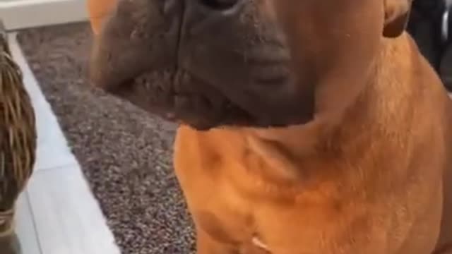 Coffey dogs
