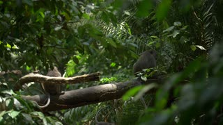 Baby monkeys plays in forest