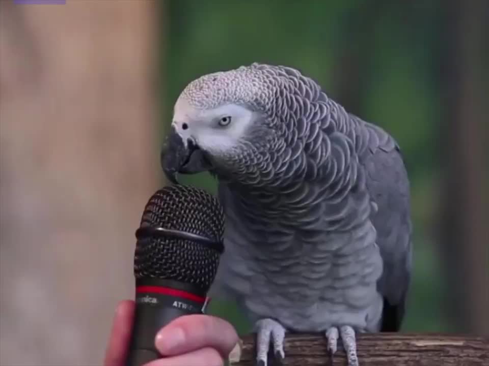 A talking Parrot can copy any thing and amaze you