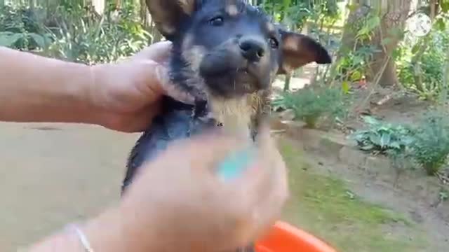 Cute puppy first bath