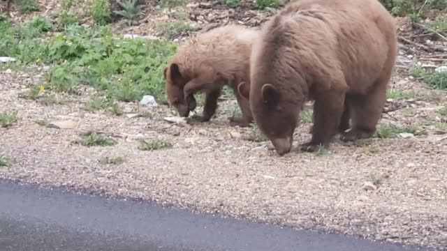 Fun on the Farm - Bear encounter