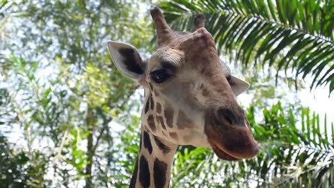 Face of Giraffe Closeup