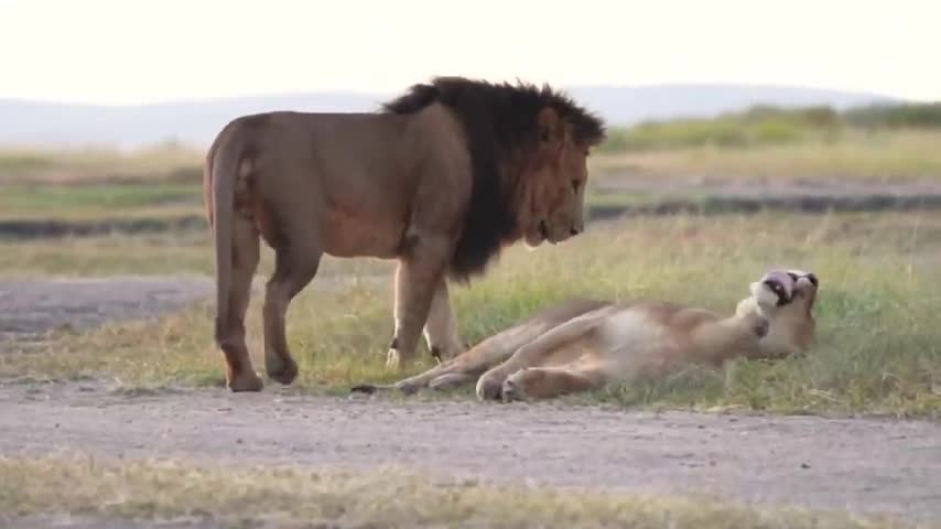 Lions argue in Masai Mara, Kenya 4K