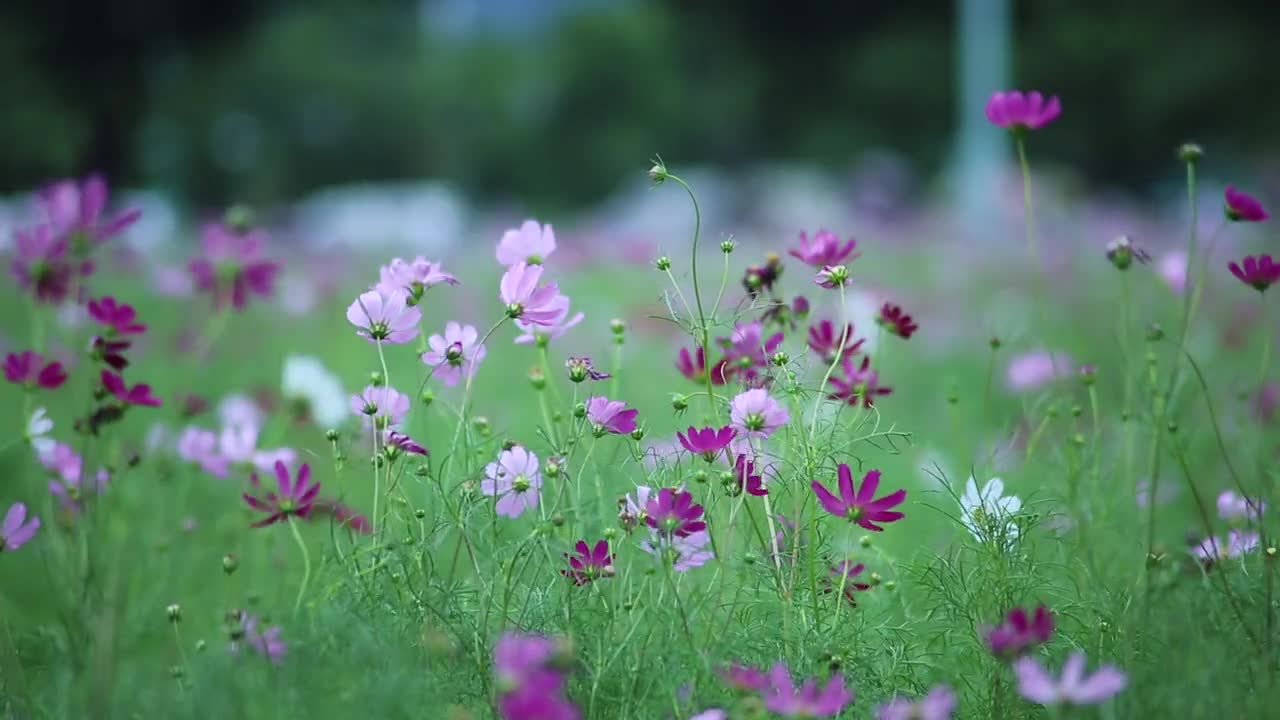 achei lindo estas flores