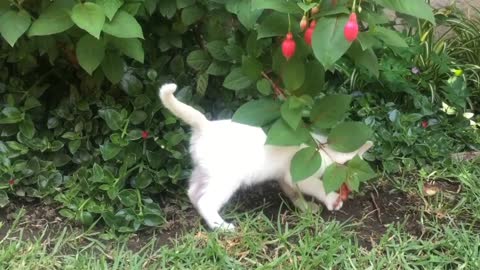 Cute Cat Playing