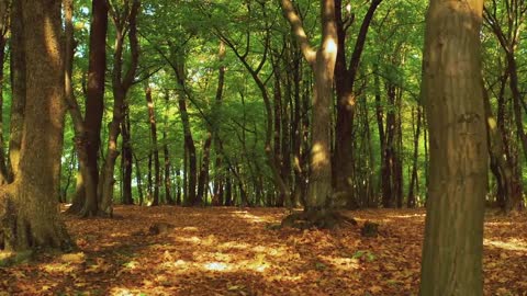 Relaxation Music with natural beauty of Earth