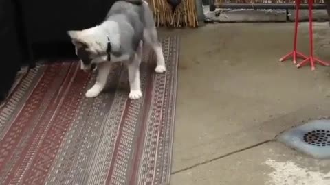 Spray a puppy with water