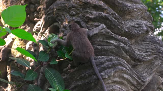 Monkey Climbing