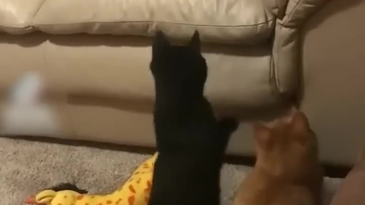 Wicked Cat Shoots: Feline Sniper Caught on Camera! 😱