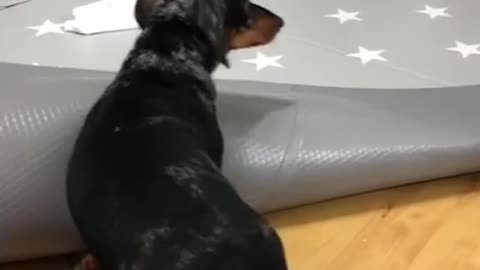 Active puppy is fighting with carpet