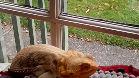 Lizard Loves Lounging on Ottoman