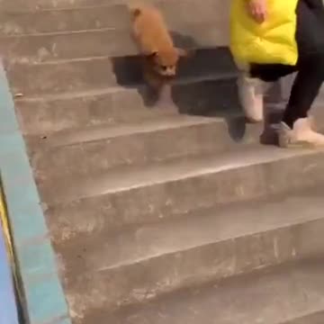 Best dog technique to walk dowstairs