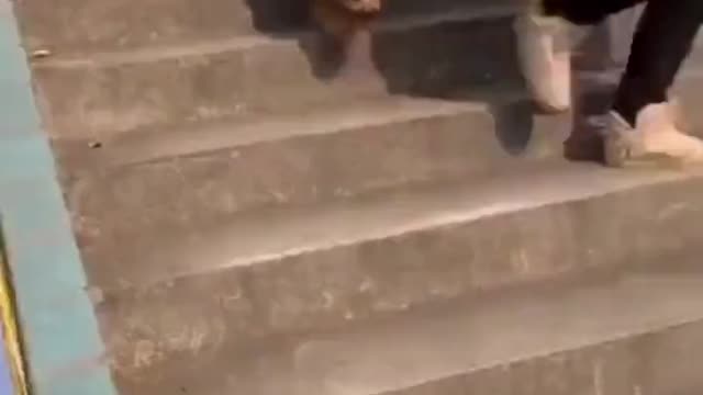 Best dog technique to walk dowstairs