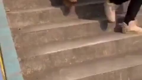 Best dog technique to walk dowstairs