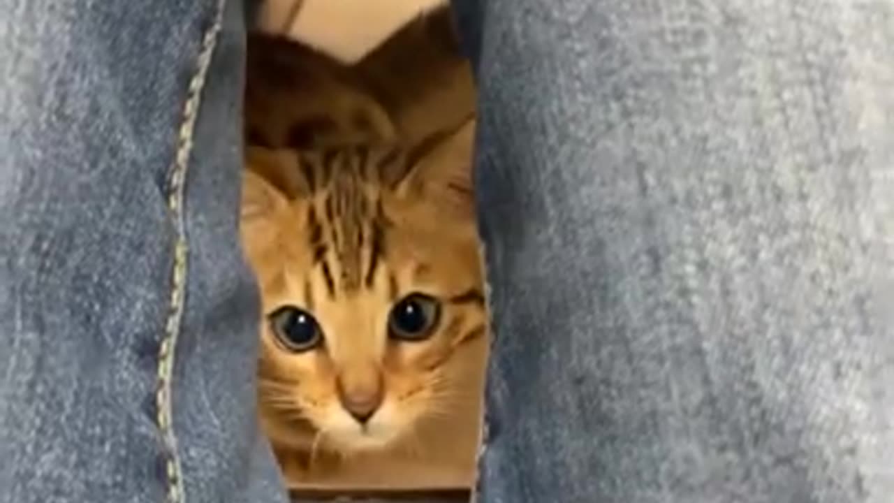 #76 - Amusing and Adorable Animals
