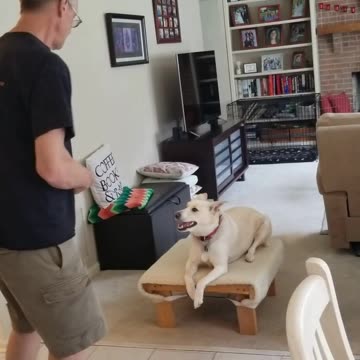 Sophie and the Stay cue with distance