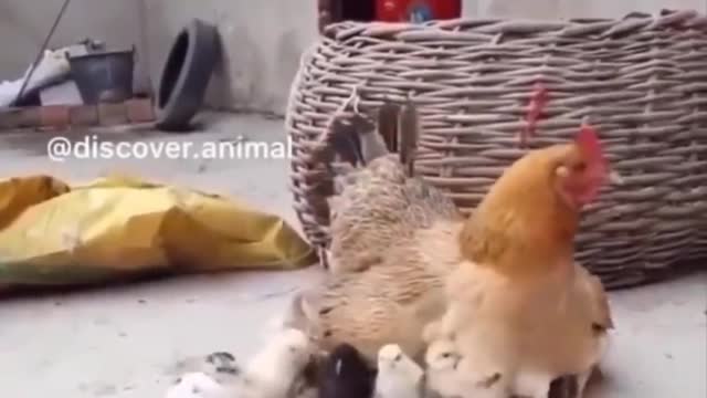 ANIMALS CUTS BABY FUNNY