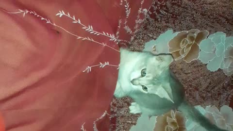 Cat funny video