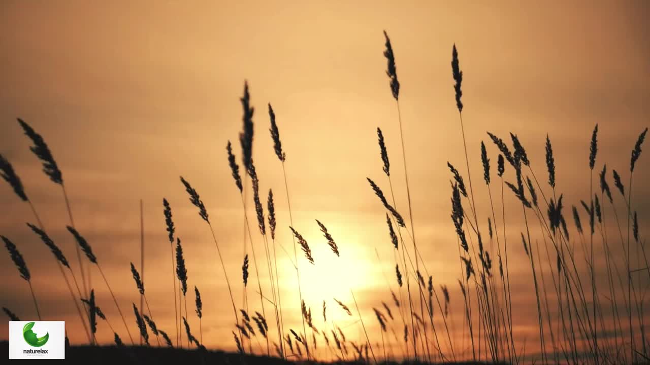 Relaxing Music for Falling Asleep, Meditation, and Relieving Stress