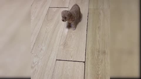 cute and funny baby dogs puppies04