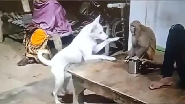 Funny Cat And Dog