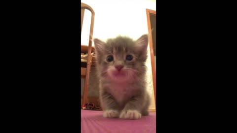 Adorable kitten on front camera