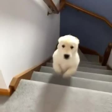 The dog climbs stairs quickly with strength and agility. Very enjoyable