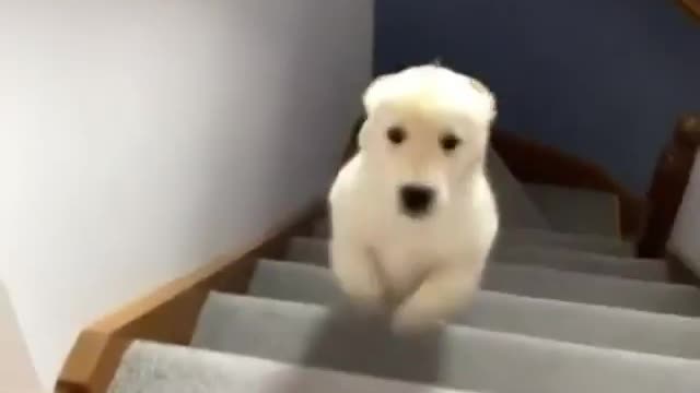 The dog climbs stairs quickly with strength and agility. Very enjoyable