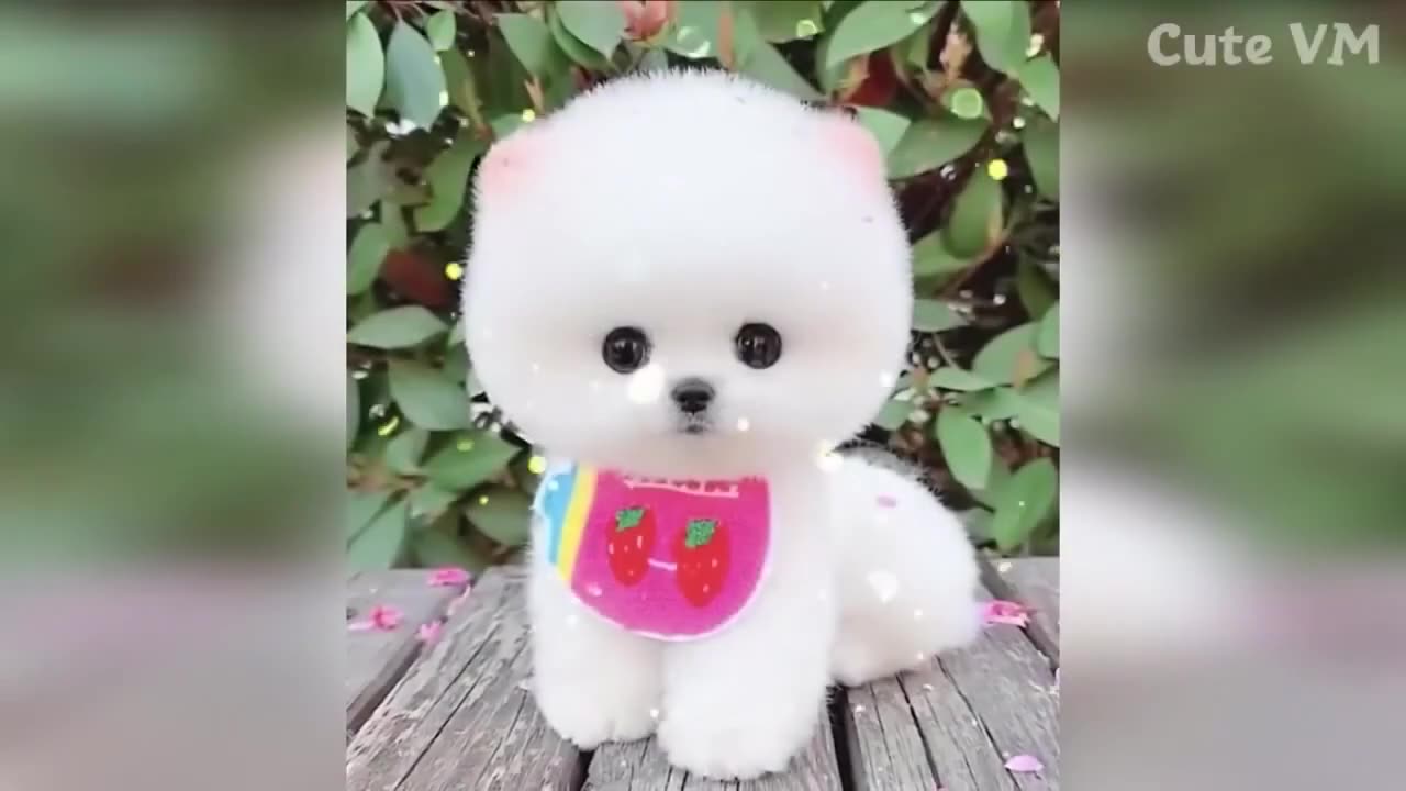 Cute Baby Animals Videos Compilation _ Funny and Cute Moment of the Animals #86