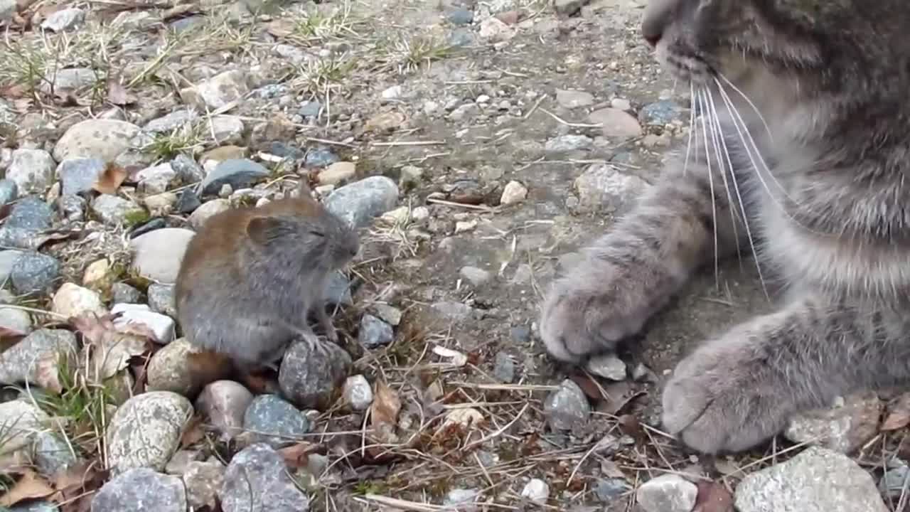 Adorable cat tries to kiss the mouse.