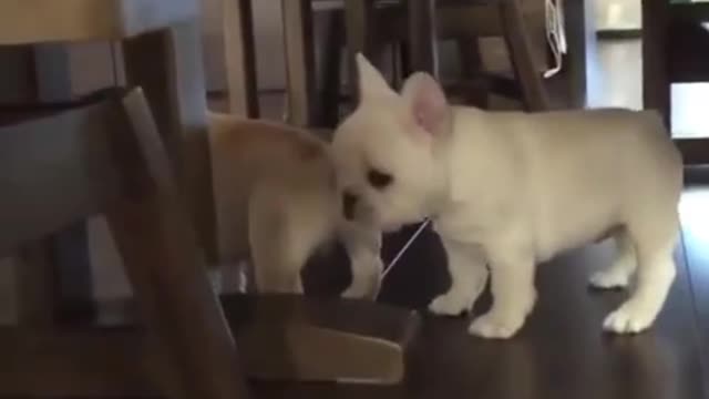 French Bulldog's puppy compilation will melt your heart