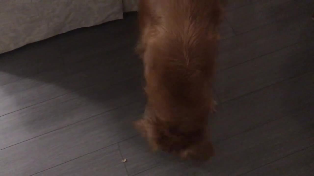 Golden Retriever Will Paw My Foot For Food. Watch NOW.