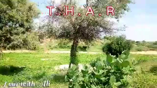 Beauty of Thar