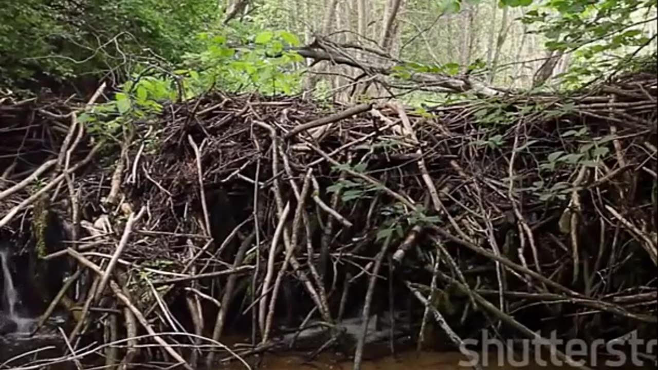 Beavers Nature's Ingenious Architects Transforming Landscapes