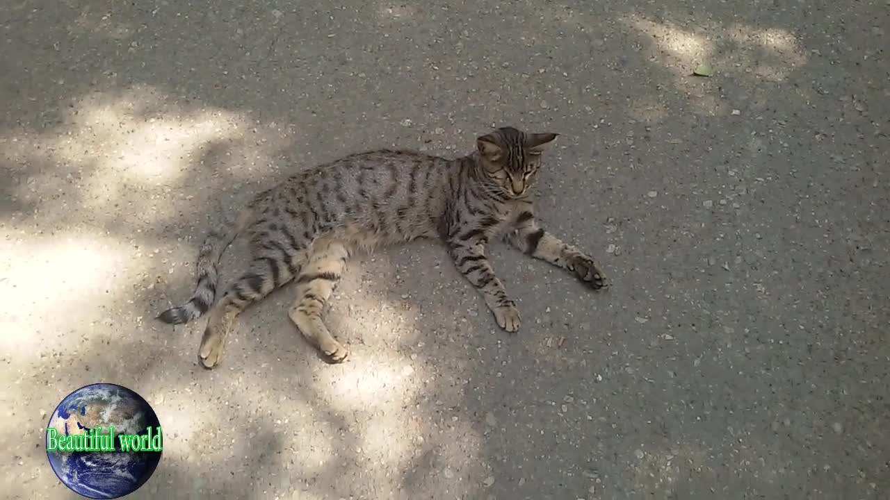 The cat is resting | funny cat | Playful cat | cats | most popular cat video | popular cat video