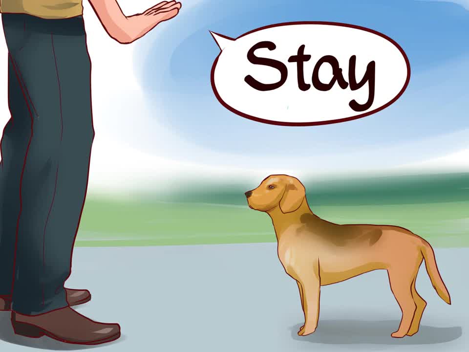 Easy Steps To Train a Guard Dog