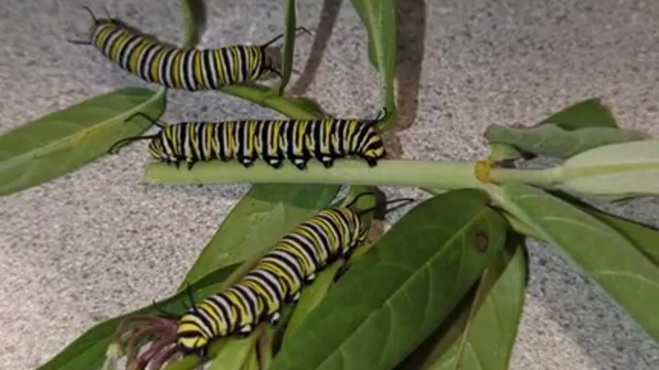 Monarch Butterfly Season 2024 Part 12