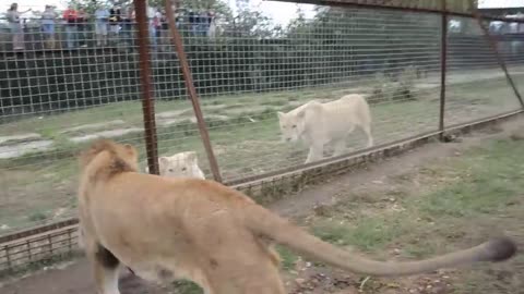 Visitors did not expect such a WARM WELCOME FROM the LION!