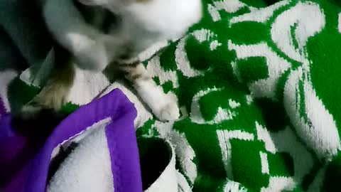 Oh cat is cute