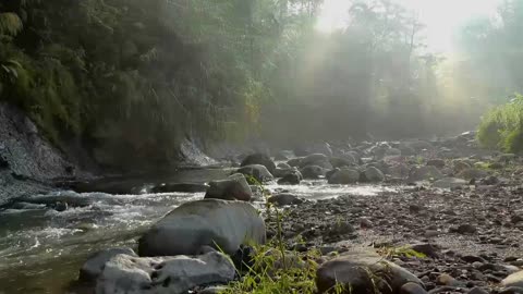 Exploring nature beautiful forest