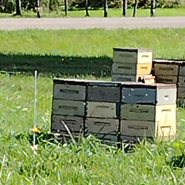 Honey Bees! Here's a Skill, Trade or Hobby to Have, WalkinAndTalkinAcrossAmerica