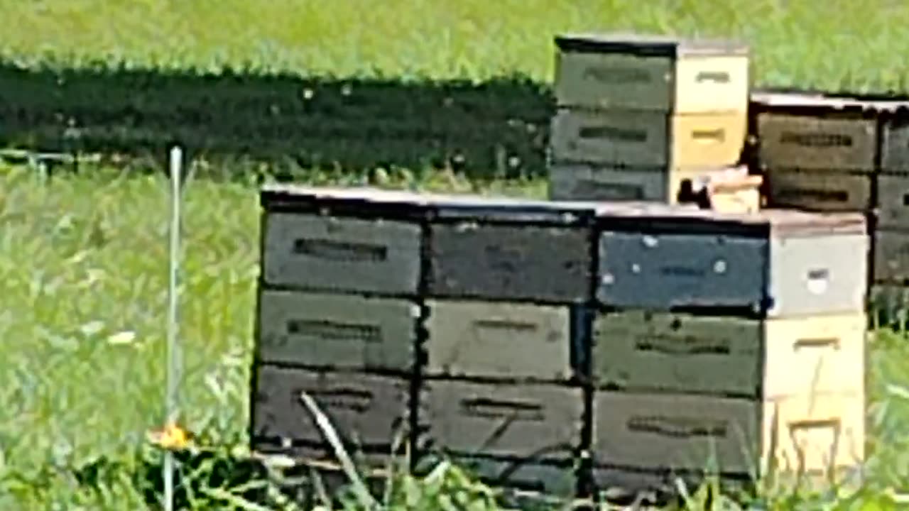 Honey Bees! Here's a Skill, Trade or Hobby to Have, WalkinAndTalkinAcrossAmerica