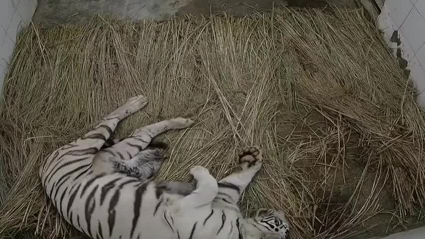 Three white tiger cubs born at Delhi Zoo