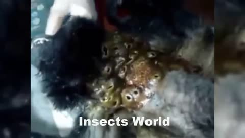 Huge Botfly Maggot Removed - SERIOUSLY? Where do these come from!