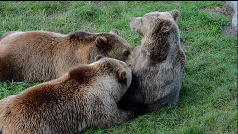 European brown bear