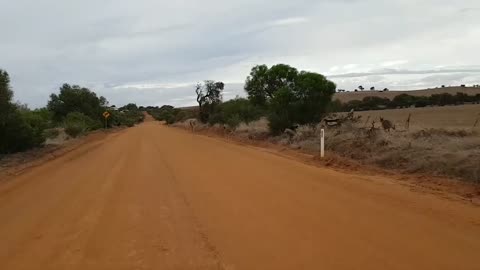 Kangaroos During Commute