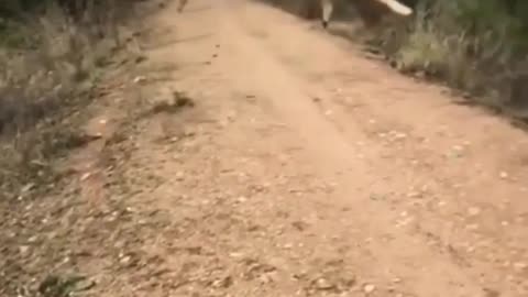 Deer jumping