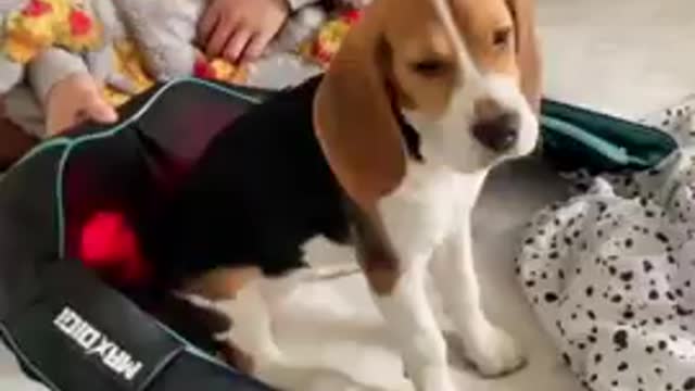 Cute and funny dog videos!! Amazing dog animal video! #shorts#viral#97