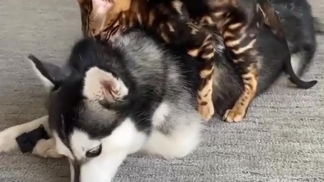 Relaxing time dog and cat 🐈 funny moments